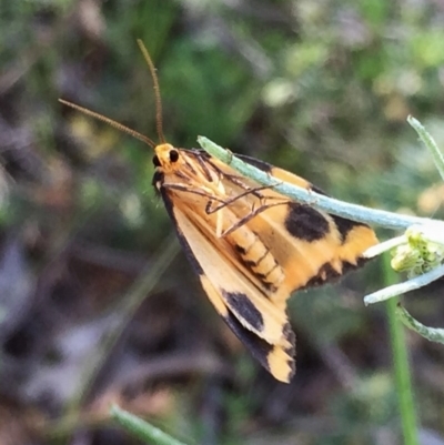 Termessa shepherdi (Shepherd's Footman) at QPRC LGA - 31 Oct 2016 by Wandiyali