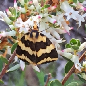 Termessa shepherdi at Jerrabomberra, NSW - 1 Nov 2016 10:37 AM