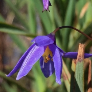 Stypandra glauca at Environa, NSW - 1 Nov 2016