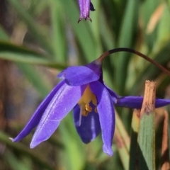 Stypandra glauca (Nodding Blue Lily) at Environa, NSW - 31 Oct 2016 by Wandiyali