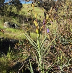 Stypandra glauca at Environa, NSW - 1 Nov 2016