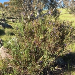 Stypandra glauca at Environa, NSW - 1 Nov 2016