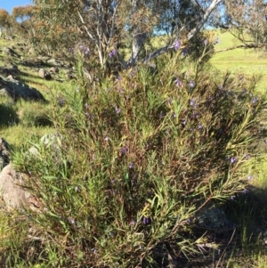 Stypandra glauca at Environa, NSW - 1 Nov 2016 10:48 AM