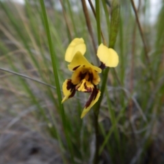Diuris sulphurea (Tiger Orchid) at Cook, ACT - 29 Oct 2016 by CathB