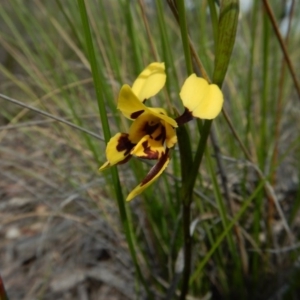 Diuris sulphurea at Cook, ACT - suppressed