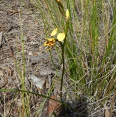 Diuris sulphurea at Cook, ACT - suppressed