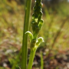 Microtis sp. (Onion Orchid) at Mount Painter - 31 Oct 2016 by CathB