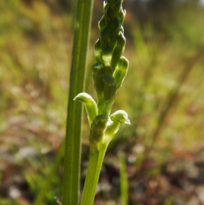 Microtis sp. (Onion Orchid) at Mount Painter - 31 Oct 2016 by CathB