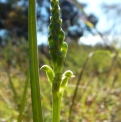 Microtis sp. at Cook, ACT - 31 Oct 2016