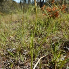 Microtis sp. at Cook, ACT - 31 Oct 2016