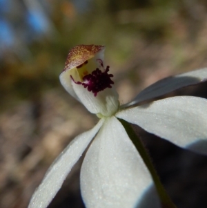 Caladenia cucullata at Aranda, ACT - 31 Oct 2016