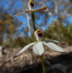 Caladenia cucullata at Aranda, ACT - 31 Oct 2016