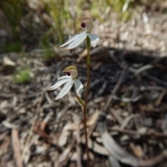 Caladenia cucullata at Aranda, ACT - 31 Oct 2016