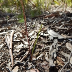 Caladenia cucullata at Aranda, ACT - suppressed