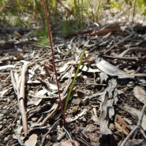 Caladenia cucullata at Aranda, ACT - 31 Oct 2016