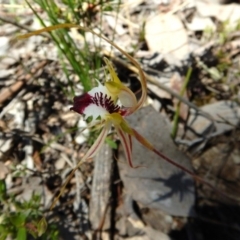 Caladenia atrovespa (Green-comb Spider Orchid) at Aranda Bushland - 31 Oct 2016 by CathB