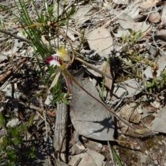 Caladenia atrovespa at Aranda, ACT - suppressed