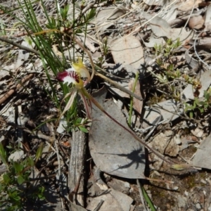 Caladenia atrovespa at Aranda, ACT - 31 Oct 2016