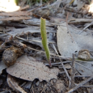 Caladenia atrovespa at Aranda, ACT - 31 Oct 2016