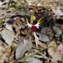 Caladenia atrovespa at Aranda, ACT - suppressed
