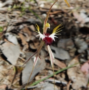 Caladenia atrovespa at Aranda, ACT - 31 Oct 2016