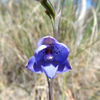 Thelymitra juncifolia (Dotted Sun Orchid) at Aranda Bushland - 31 Oct 2016 by CathB