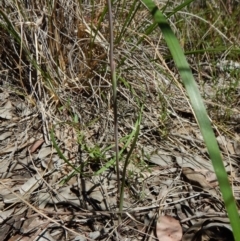 Thelymitra juncifolia at Aranda, ACT - 31 Oct 2016