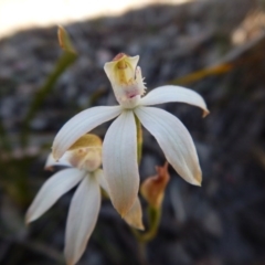 Caladenia moschata (Musky Caps) at Aranda, ACT - 31 Oct 2016 by CathB