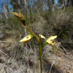 Diuris sulphurea (Tiger Orchid) at Aranda, ACT - 31 Oct 2016 by CathB