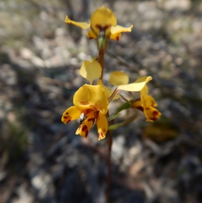 Diuris nigromontana (Black Mountain Leopard Orchid) at Aranda Bushland - 31 Oct 2016 by CathB