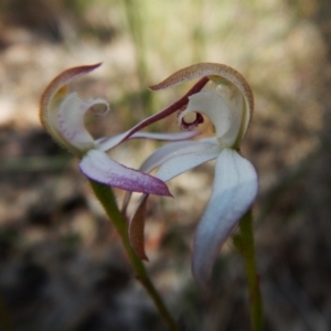 Caladenia moschata at Aranda, ACT - 31 Oct 2016