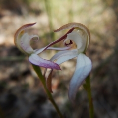 Caladenia moschata (Musky Caps) at Aranda, ACT - 31 Oct 2016 by CathB