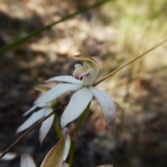 Caladenia moschata at Aranda, ACT - 31 Oct 2016