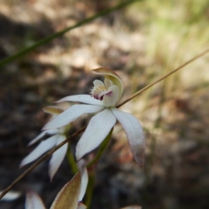 Caladenia moschata at Aranda, ACT - 31 Oct 2016