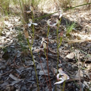 Caladenia moschata at Aranda, ACT - 31 Oct 2016