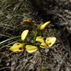Diuris sulphurea (Tiger Orchid) at Aranda, ACT - 31 Oct 2016 by CathB