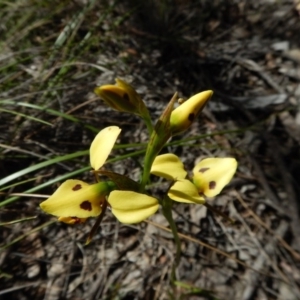 Diuris sulphurea at Aranda, ACT - 31 Oct 2016