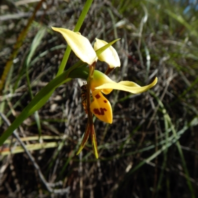 Diuris sulphurea (Tiger Orchid) at Aranda Bushland - 31 Oct 2016 by CathB