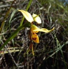 Diuris sulphurea (Tiger Orchid) at Aranda, ACT - 31 Oct 2016 by CathB
