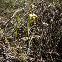 Diuris sulphurea at Aranda, ACT - suppressed