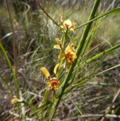 Diuris nigromontana (Black Mountain Leopard Orchid) at Aranda, ACT - 31 Oct 2016 by CathB