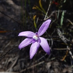 Glossodia major (Wax Lip Orchid) at Aranda, ACT - 31 Oct 2016 by CathB