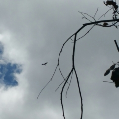 Aquila audax (Wedge-tailed Eagle) at Denman Prospect, ACT - 31 Oct 2016 by RichardMilner