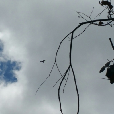 Aquila audax (Wedge-tailed Eagle) at Block 402 - 31 Oct 2016 by RichardMilner