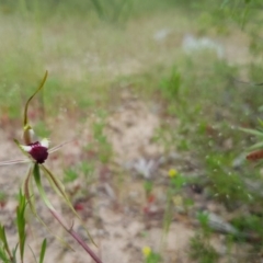 Caladenia atrovespa (Green-comb Spider Orchid) at Bullen Range - 30 Oct 2016 by LukeMcElhinney