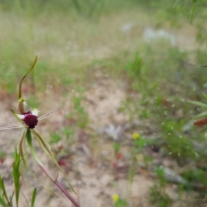 Caladenia atrovespa at Stromlo, ACT - suppressed