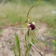 Caladenia atrovespa at Stromlo, ACT - suppressed