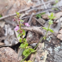 Scutellaria humilis (Dwarf Skullcap) at Bullen Range - 27 Oct 2016 by LukeMcElhinney