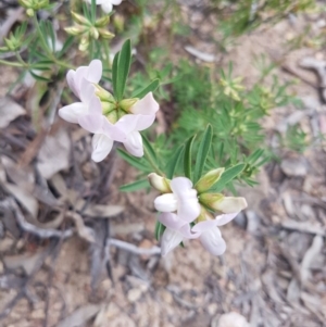 Lotus australis at Bullen Range - 28 Oct 2016 10:08 AM