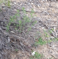 Lotus australis at Bullen Range - 28 Oct 2016